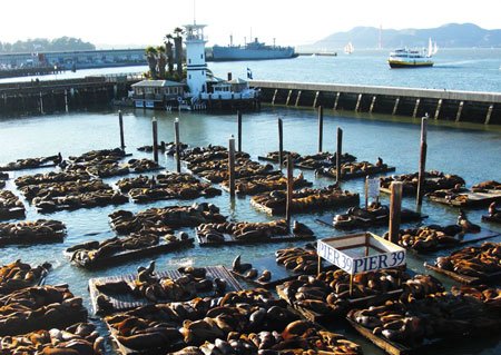 Морские львы на 39 пирсе Сан-Франциско